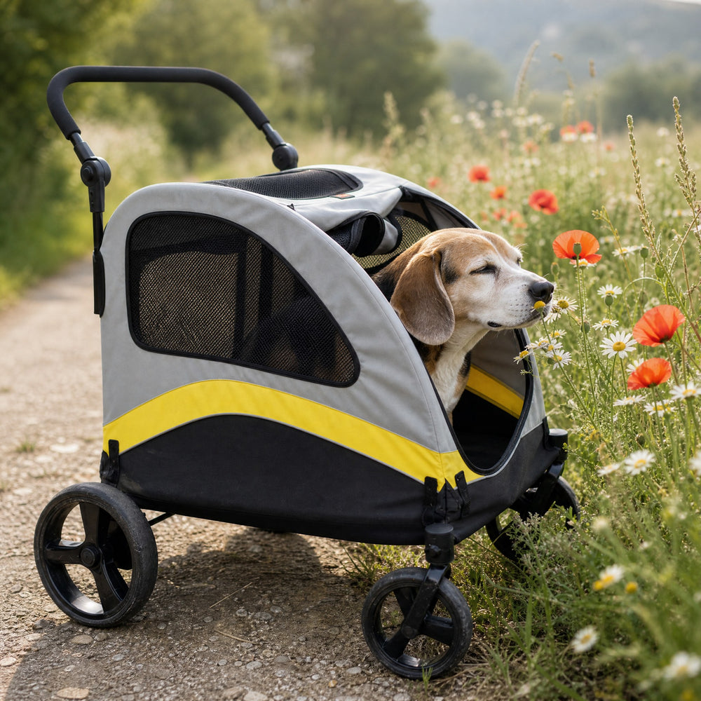 Un vieux beagle sort la tête de la poussette tout-terrain et renifle des fleurs au bord d'un chemin (illustration)